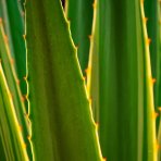 Agáva hrebeňovitá (Agave Lophantha) ´QUADRICOLOR´ - výška 10-20 cm, ⌀ 20-30 cm, kont. C6L (-6°C)